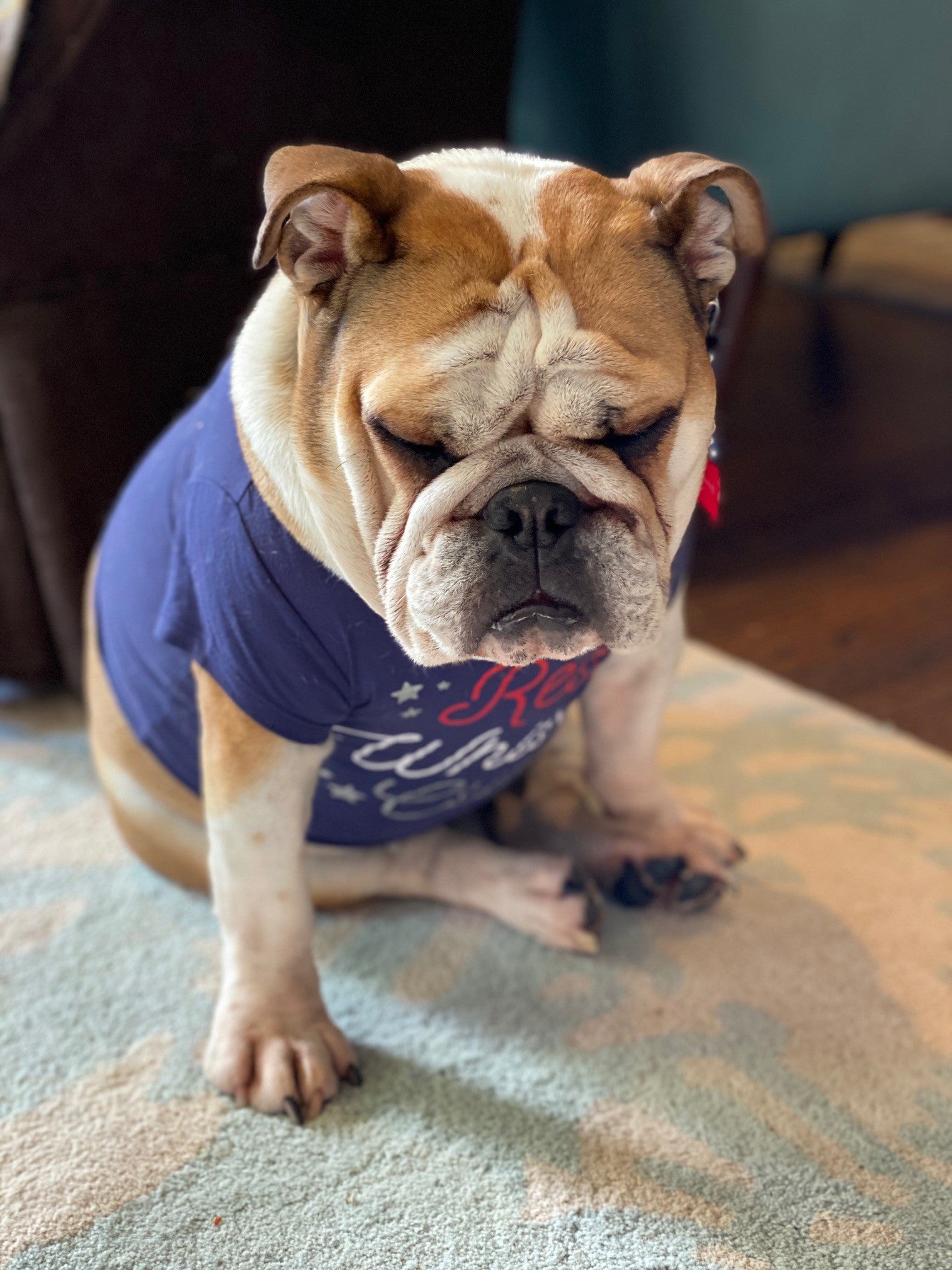 An English Bulldog, A Global Pandemic and Virtual BERNINA University BERNINA of Naperville An English Bulldog, A Global Pandemic and Virtual BERNINA University BERNINA of Naperville