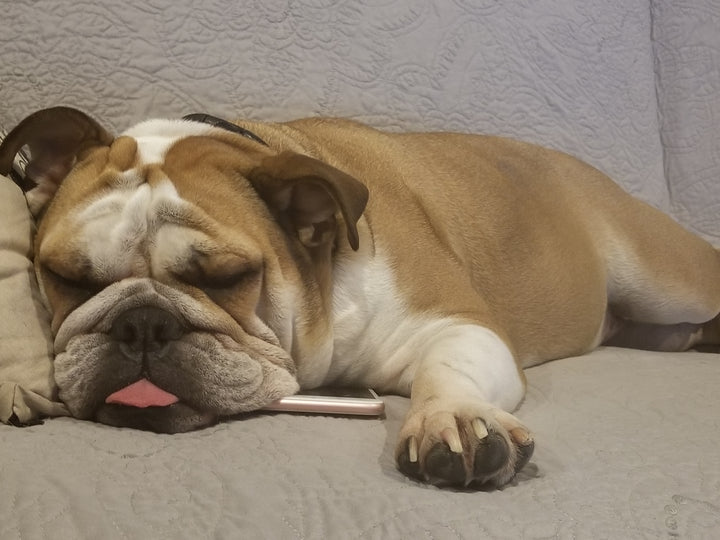 Let's Talk about our Adoption Shelter