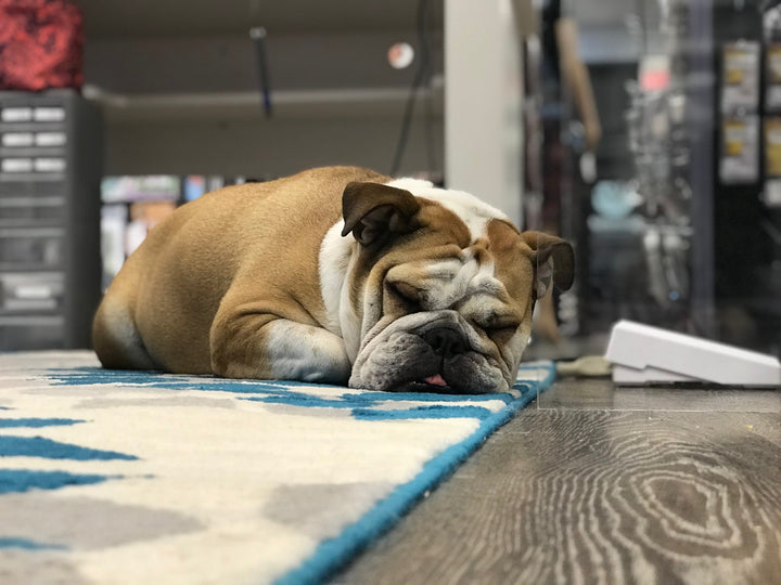 New theme, New year and a Two-Year-Old English Bulldog