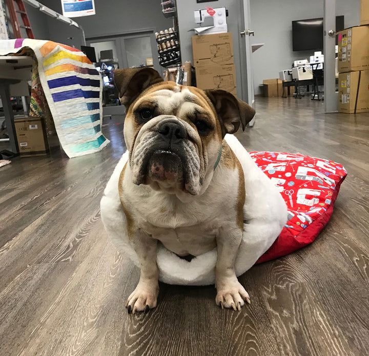 Everyone is Celebrating the Holidays (but save some treats for my 2nd B-Day)