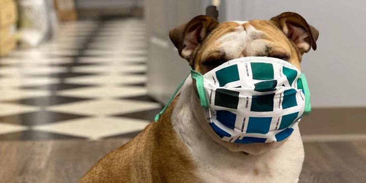 Sewcialverted Distancing and Depriving Your Bulldog of Belly Rubs